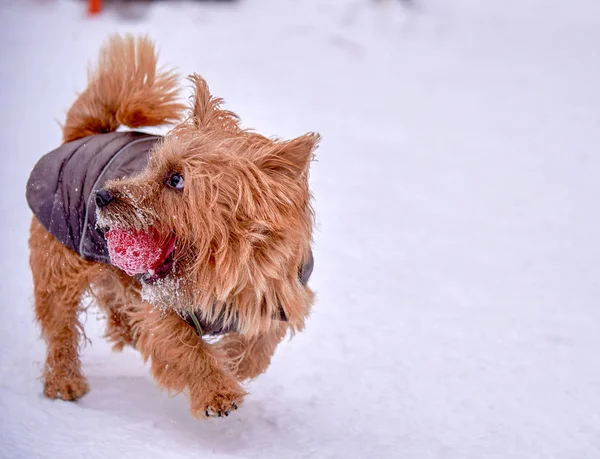 Norwich Terrier Jugando Aire Libre Invierno Copypaste —  Fotos de Stock