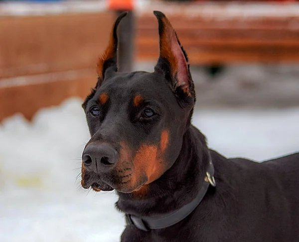 Crianza de perros Doberman en la calle en invierno. Retrato —  Fotos de Stock