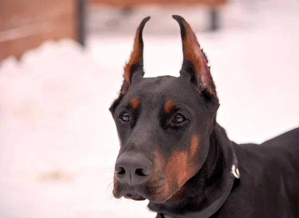 Dog breed Doberman on the street in winter. Portrait — Stock Photo, Image