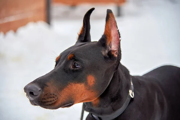 Crianza de perros Doberman en la calle en invierno. Retrato —  Fotos de Stock