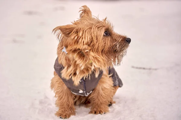 Norwich Terrier Jugando Aire Libre Invierno Copypaste —  Fotos de Stock