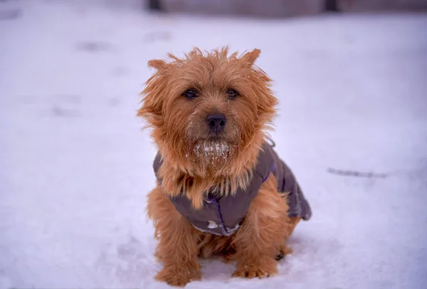 Norwich Terrier Jugando Aire Libre Invierno Copypaste —  Fotos de Stock