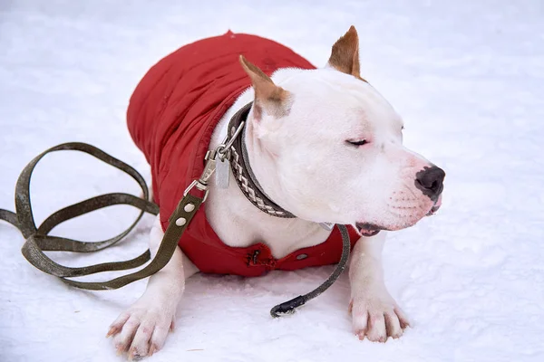Staffordshire Terrier se encuentra en la nieve en la calle en invierno —  Fotos de Stock