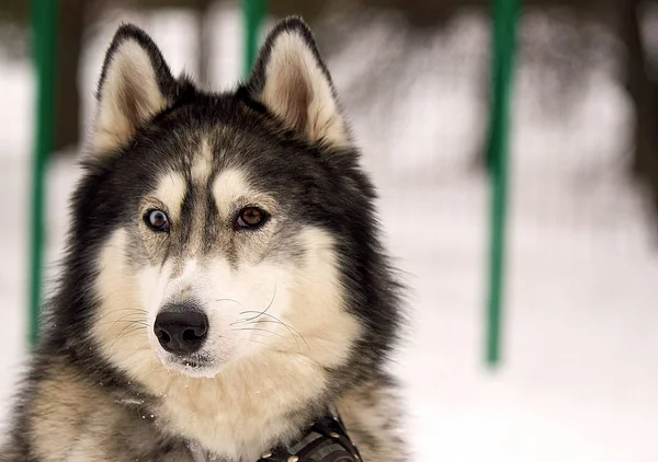 Husky kutya részére egy séta a téli. Portré — Stock Fotó