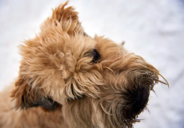 Dog Irish Wheat Terrier Park Invierno Retrato —  Fotos de Stock