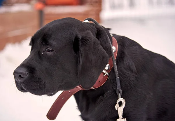 Chocolate Labrador en invierno en la calle —  Fotos de Stock