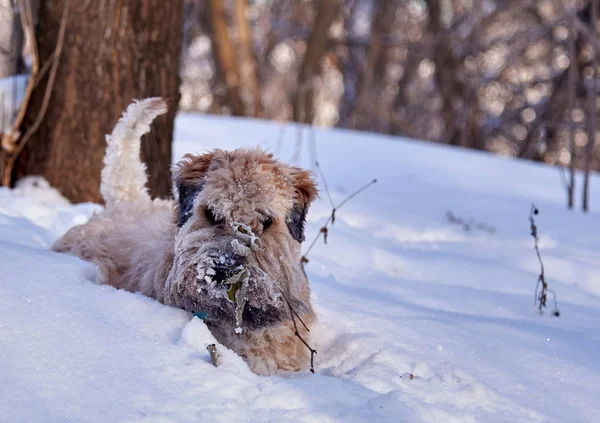 Wheat Irish Terrier Nieve Una Caminata Invierno Perro Feliz —  Fotos de Stock