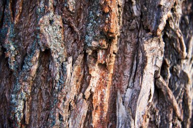 Güneşli bir ağaç kabuğu. Soyut, ağaç kabuğu, arka plan, orman