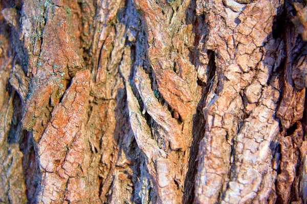 A árvore ladra num dia ensolarado. abstrato, latido, fundo, floresta — Fotografia de Stock