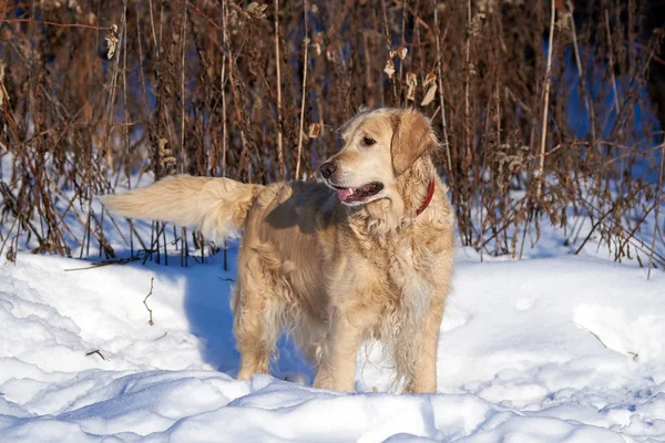 Retriever in de winter in het Park voor een wandeling. Sneeuw en zon — Stockfoto