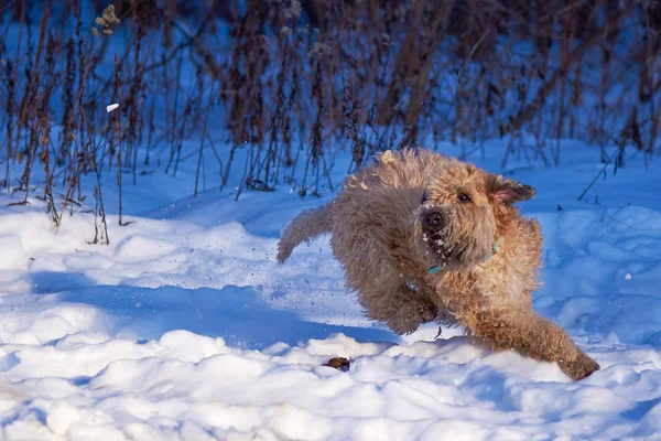 Trigo Terrier en invierno corre en cámara —  Fotos de Stock