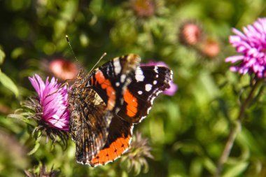 Güzel bir kelebek bir Aster çiçek üzerinde oturur ve yaz güneşin altında basks.