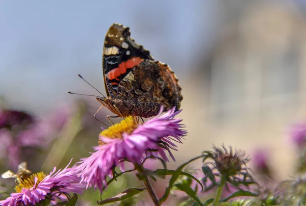 En vacker fjäril sitter på en Aster blomma och solar sig i sommarsolen. — Stockfoto