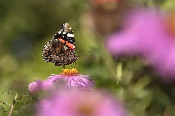 En vacker fjäril sitter på en Aster blomma och solar sig i sommarsolen. — Stockfoto