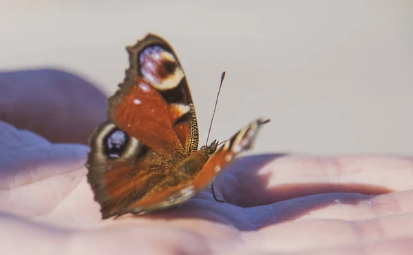 En vacker ljus fjäril med öppna vingar sitter på en mans innerhand och solar sig i strålar från den första vårsolen. — Stockfoto