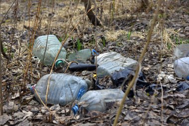 Bir kunduz tarafından çiğnenmiş kırık bir ağaç. Ağaç parkta, neredeyse şehrin merkezinde