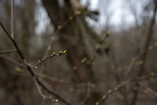 A tree branch with swollen buds on a blurred background.Its spring.