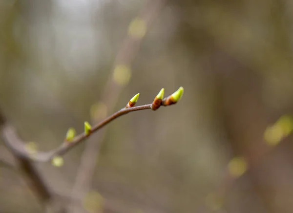 A tree branch with swollen buds on a blurred background.Its spring. — Stock Photo, Image