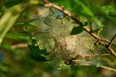 Kuş kiraz ermine güvesi (Yponomeuta evonymella) hasar. Örümcek ağları, tırtıllar ve larvaların yoğun beyaz kozaları.