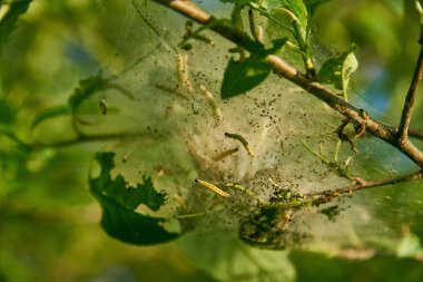 Kuş kiraz ermine güvesi (Yponomeuta evonymella) hasar. Örümcek ağları, tırtıllar ve larvaların yoğun beyaz kozaları.