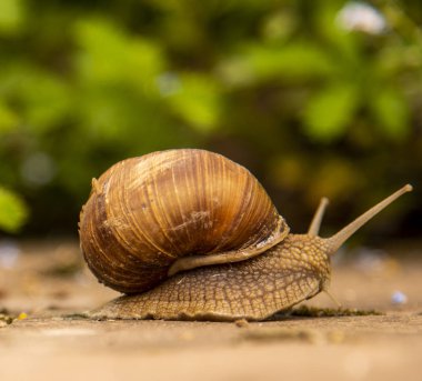 Bulanık bir arka plan üzerinde asfalt üzerinde bir üzüm salyangozu.