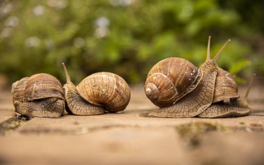 Asfalt üzerinde üzüm salyangoz ailesi, bulanık bir arka plan üzerinde.