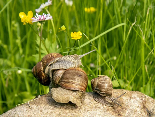 Weinbergschnecken Auf Einem Stein Vor Grünem Gras — Stockfoto