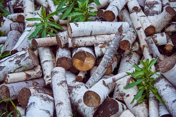 Piled up a pile of birch wood, grass sprouted between them.