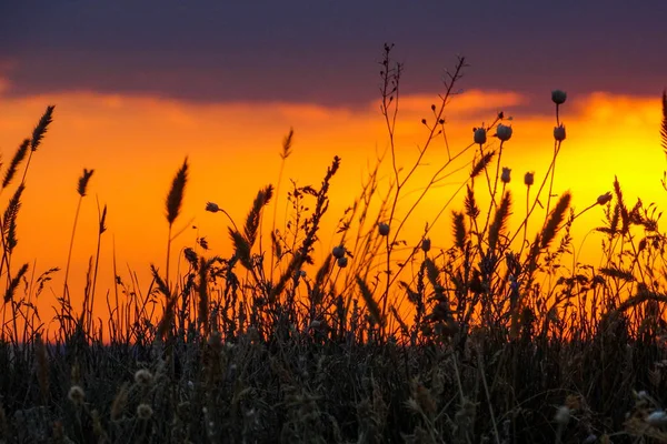 Силует Трави Тлі Яскравого Заходу Сонця — стокове фото