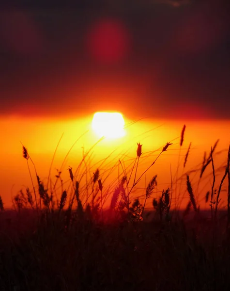 Силует Трави Тлі Яскравого Заходу Сонця — стокове фото