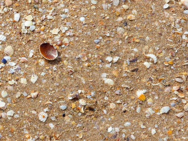 Fragment Littoral Avec Sable Des Coquillages — Photo