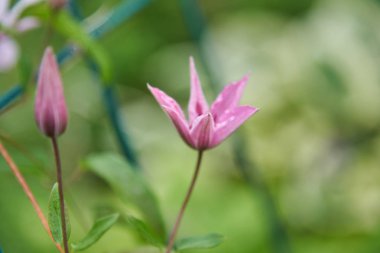 Yeşil yaprakların bir arka plan üzerinde bir asma clematis Birkaç Leylak Çiçekler.