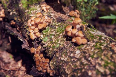 Ağaç pürüzün üzerinde yabani mantarlar. Vahşi bir ormanda
