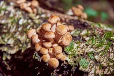 Ağaç pürüzün üzerinde yabani mantarlar. Vahşi bir ormanda