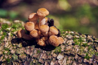 Ağaç pürüzün üzerinde yabani mantarlar. Vahşi bir ormanda