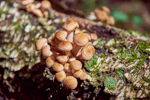 Ağaç pürüzün üzerinde yabani mantarlar. Vahşi bir ormanda