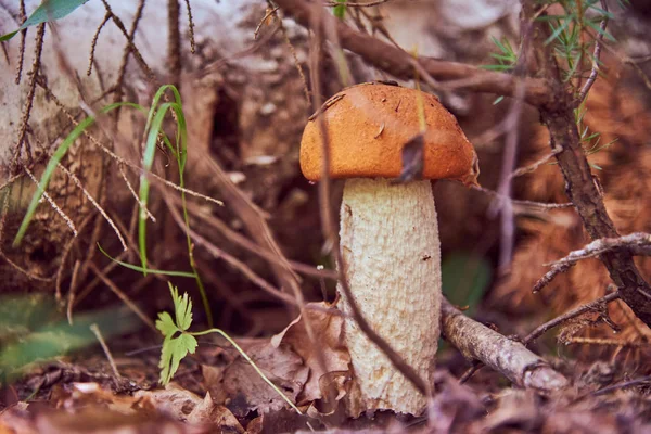 Μανιτάρι Boletus Αυξάνεται Ξηρά Κλαδιά Έλατο — Φωτογραφία Αρχείου