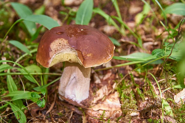 白蘑菇生长在森林里 帽子在聚焦 腿和背景模糊 — 图库照片