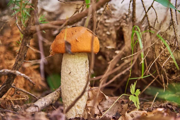 Paddestoel Boletus Groeien Droge Vuren Takken — Stockfoto