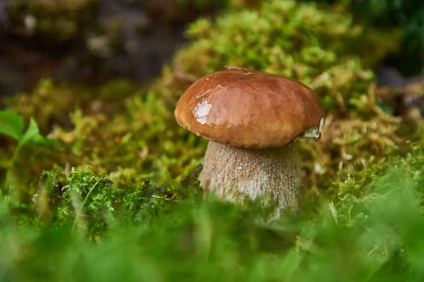 一只白蘑菇 白蘑菇 戴着一顶闪亮的帽子 长在青苔里 模糊背景 — 图库照片