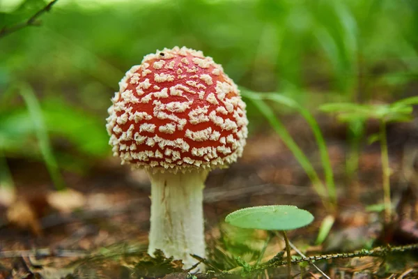 Amanita Grzyb Bliska Jesiennym Lesie Niewyraźne Tło — Zdjęcie stockowe