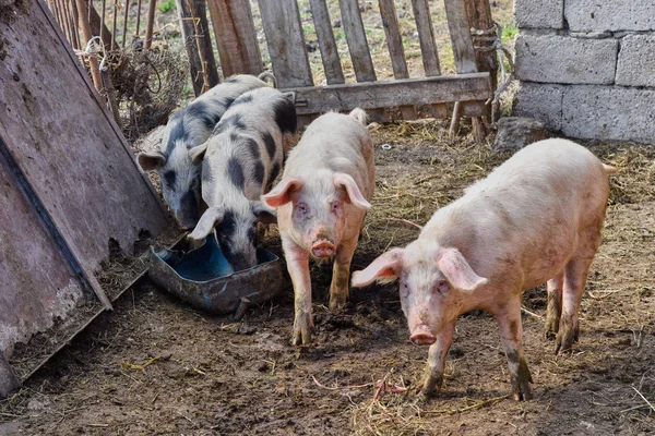 Quatro Porcos Sujos Uma Fazenda Dois Olham Para Câmera Dois — Fotografia de Stock