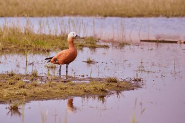 Ördek Ogar suda duruyor ve bir ayna gibi yansıtılır