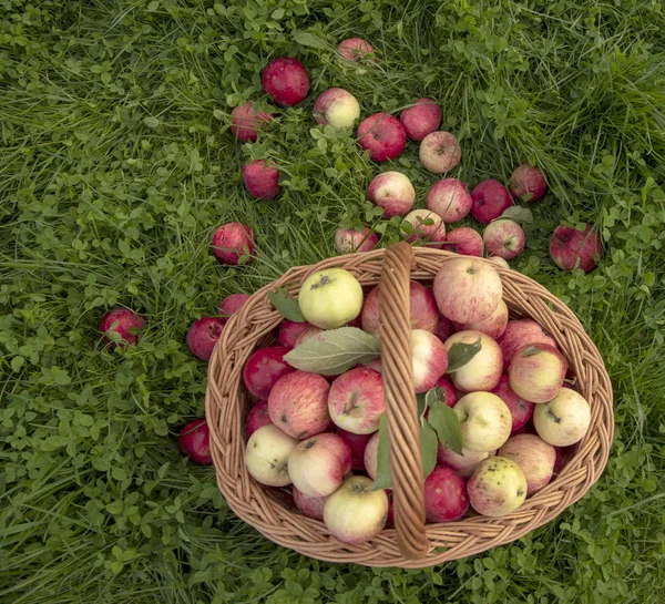 Basket of apples stands on the green grass bright — Stock Photo, Image