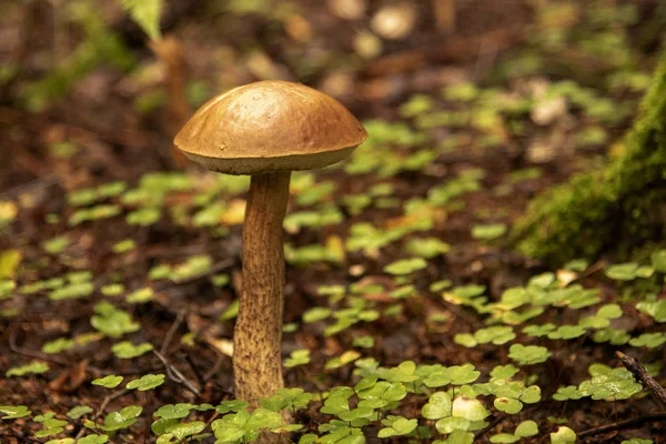 Paddestoel Boletus groeit in het bos. onscherpe achtergrond. — Stockfoto