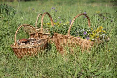 Mantar ve çiçek sepetleri, yeşil çim.