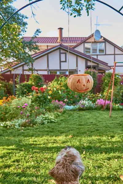 Irish wheaten Terrier usually looking for Halloween pumpkin hanging on clothesline, on the background of flowering gardens and country houses.