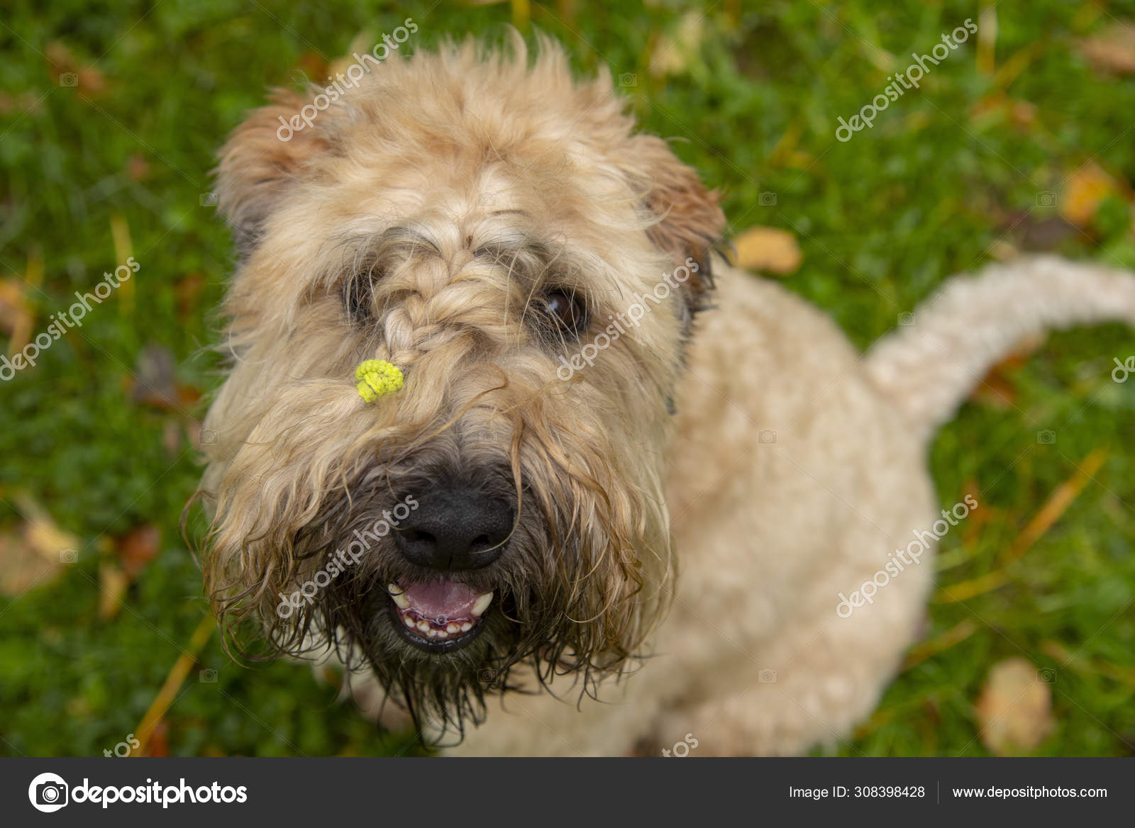 Wheaten Terrier Berlapis Lembut Stok Foto Wheaten Terrier Berlapis Lembut Gambar Bebas Royalti Depositphotos