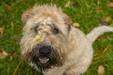 İrlandalı wheaten yumuşak kaplı Terrier kamera bakar ve gülümsüyor.