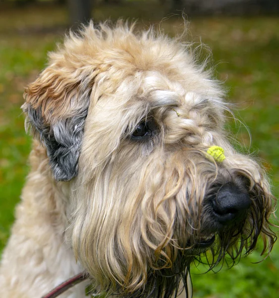 아일랜드 밀 소프트 코팅 테리어의 초상화. 그의 머리에 피그 테일을 가진 얽히고 설킨 곱슬 개. — 스톡 사진